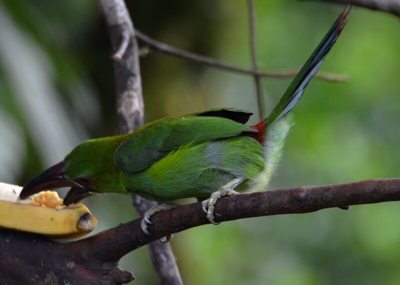 Toucanet à croupion rougeadulte, identification, régime, mange