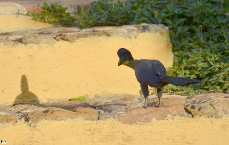 Purple-crested Turacoadult, identification