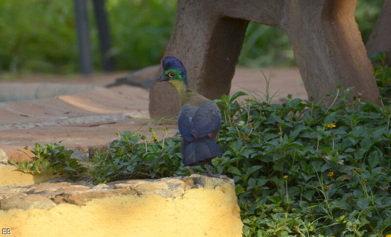 Purple-crested Turacoadult, identification