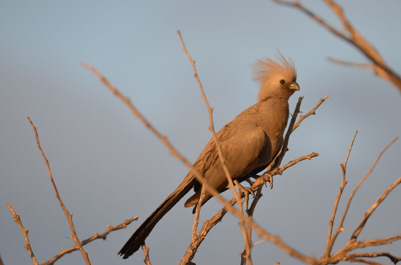 Grey Go-away-birdadult, identification