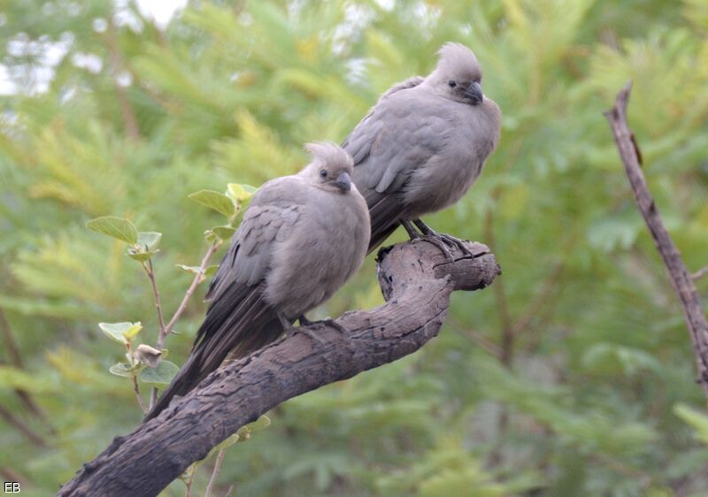 Grey Go-away-birdadult, identification