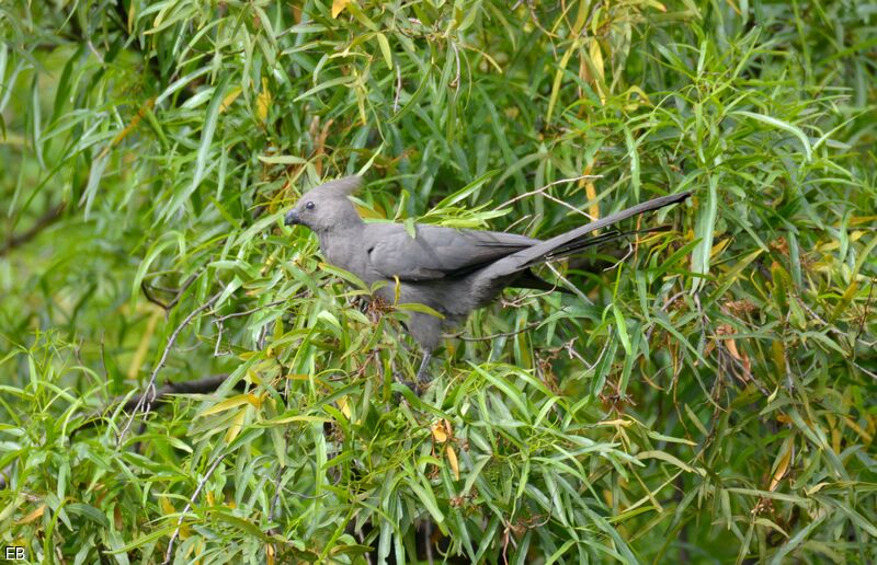 Touraco concoloreadulte, identification