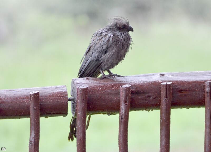 Grey Go-away-birdsubadult, identification