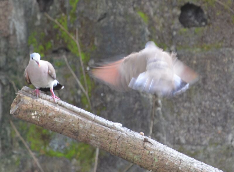 Blue-spotted Wood Dove adult breeding, Behaviour