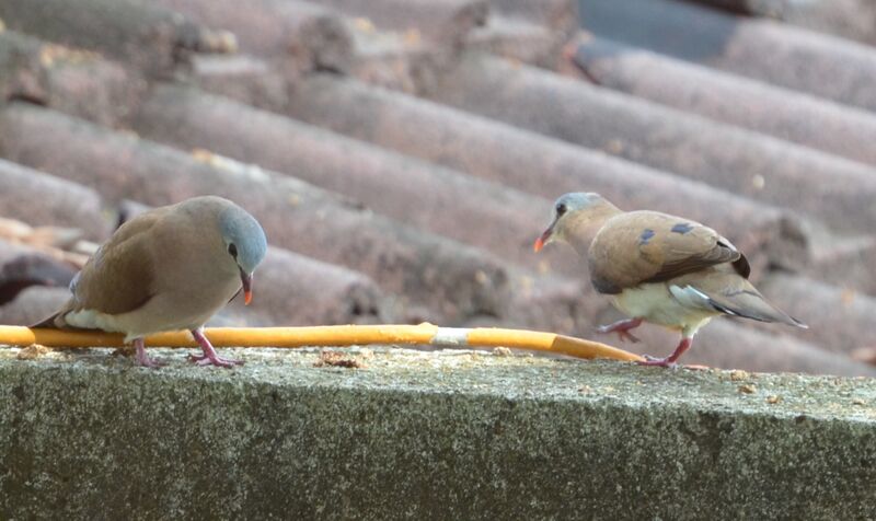 Blue-spotted Wood Dove adult breeding, Behaviour