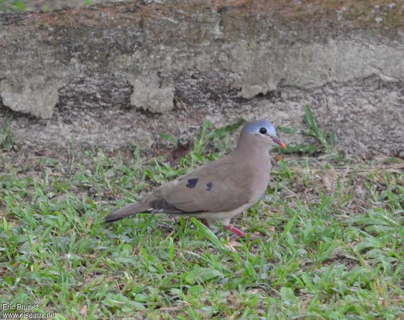 Blue-spotted Wood Doveadult