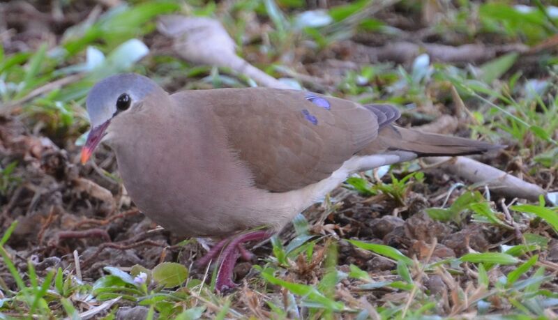 Blue-spotted Wood Doveadult, identification