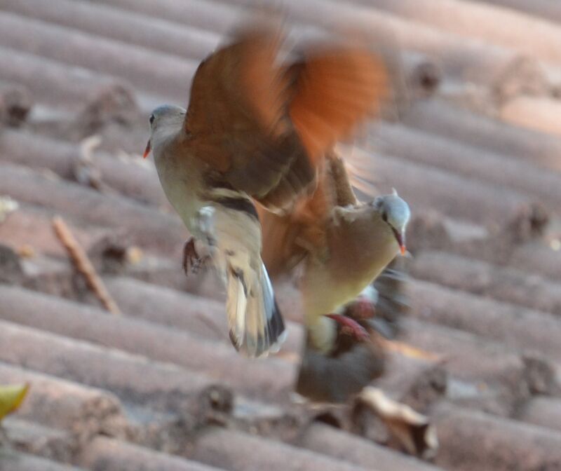 Blue-spotted Wood Dove adult breeding, Behaviour