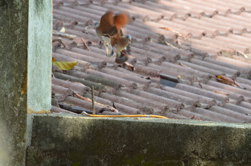 Blue-spotted Wood Dove adult breeding, Behaviour