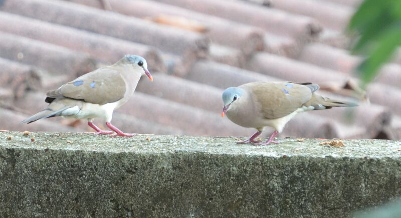 Blue-spotted Wood Dove adult breeding, Behaviour