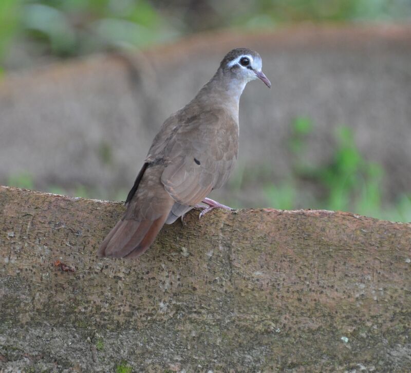 Tambourine Doveadult, identification