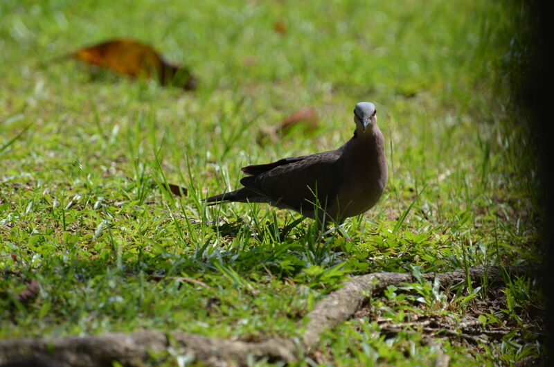 Tourterelle à collieradulte, identification