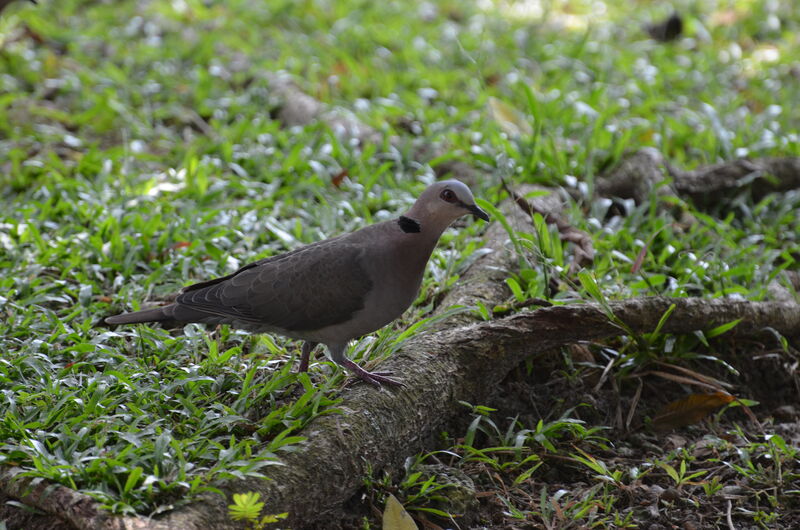 Red-eyed Doveadult, identification