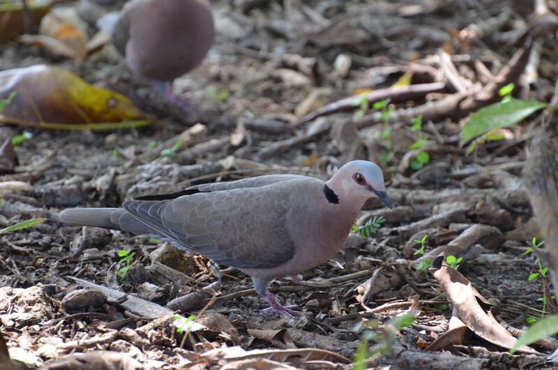 Red-eyed Doveadult, identification