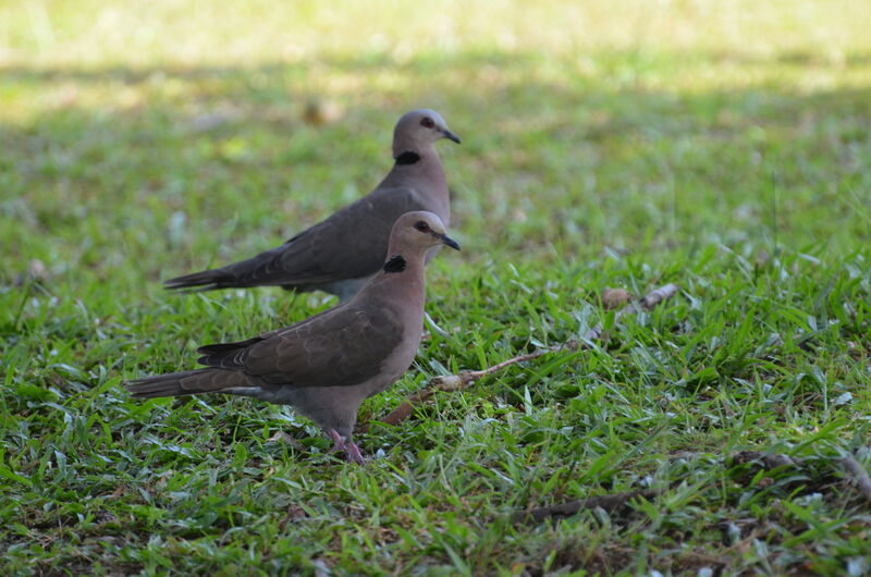 Red-eyed Doveadult, identification