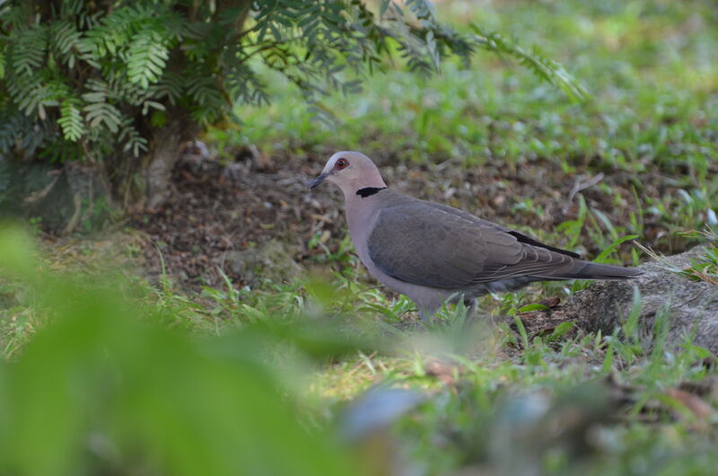 Red-eyed Doveadult, identification