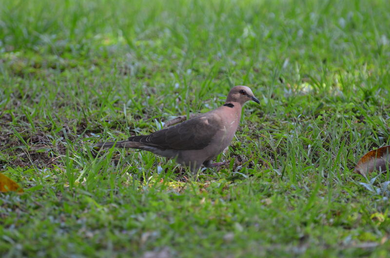 Tourterelle à collieradulte, identification