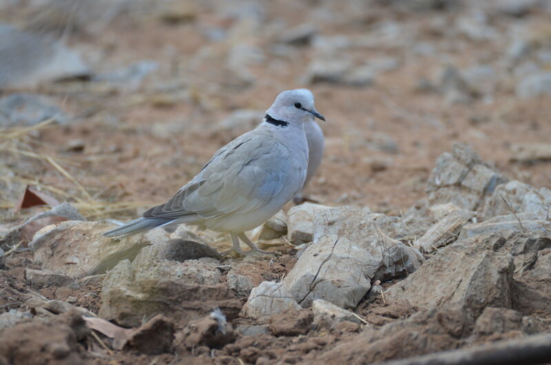 Tourterelle du Capadulte, identification