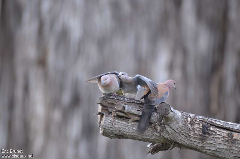 Laughing Dove