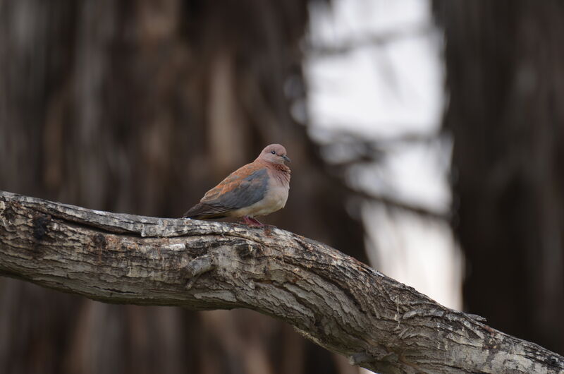 Laughing Doveadult, identification