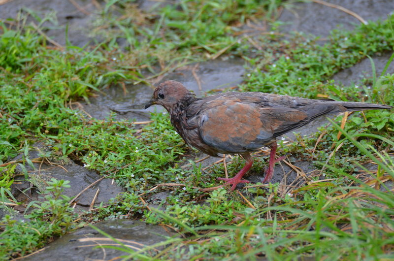 Tourterelle mailléeadulte, identification