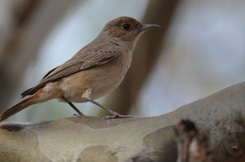 Traquet familieradulte, identification