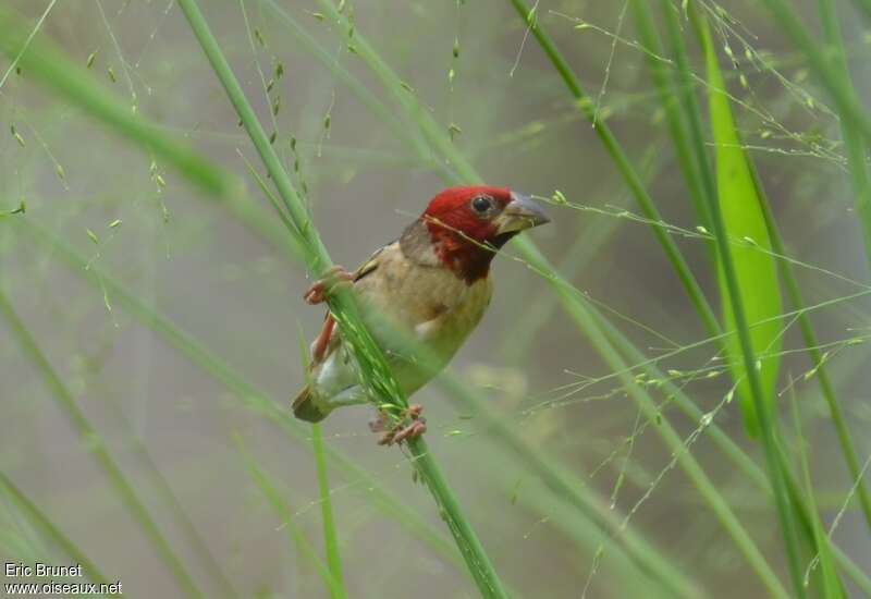 Red-headed Quelea male adult breeding, identification, feeding habits