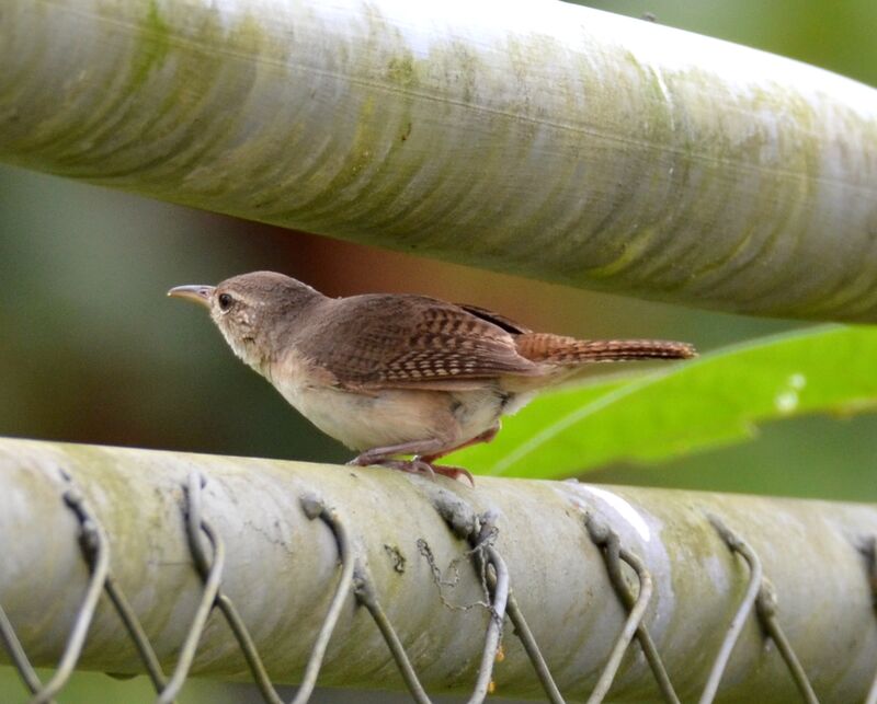 House Wrenadult, identification