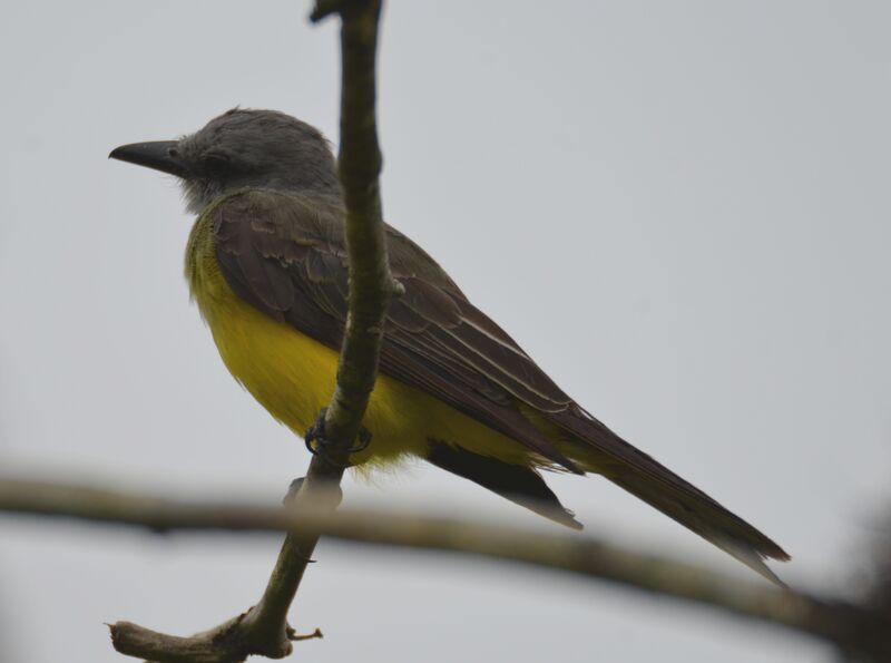 Tropical Kingbirdadult, identification