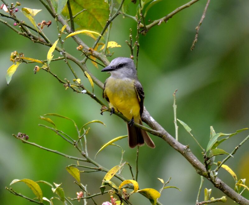 Tropical Kingbirdadult, identification