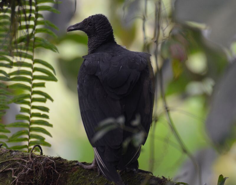 Black Vultureadult, identification