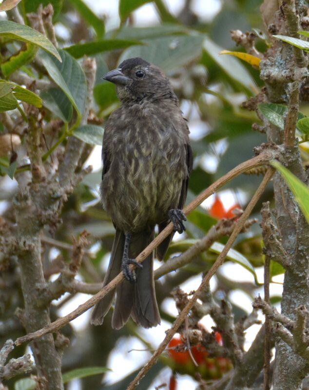 Vacher luisantimmature, identification