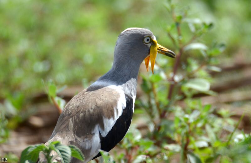 White-crowned Lapwingadult, identification, close-up portrait