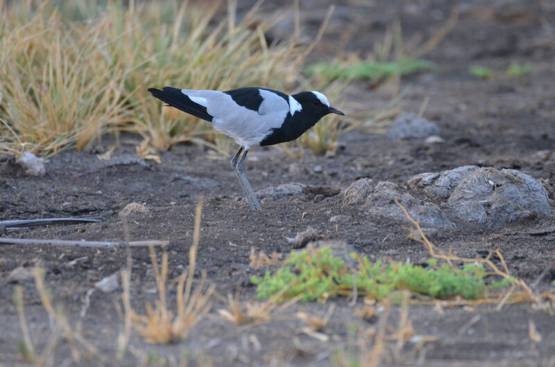 Blacksmith Lapwingadult, identification