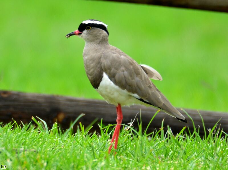 Vanneau couronnéadulte, identification, régime