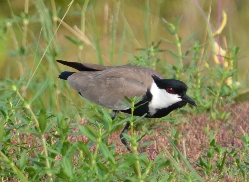 Spur-winged Lapwingadult, identification