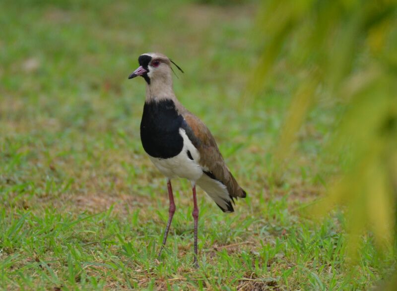 Vanneau téroadulte, identification