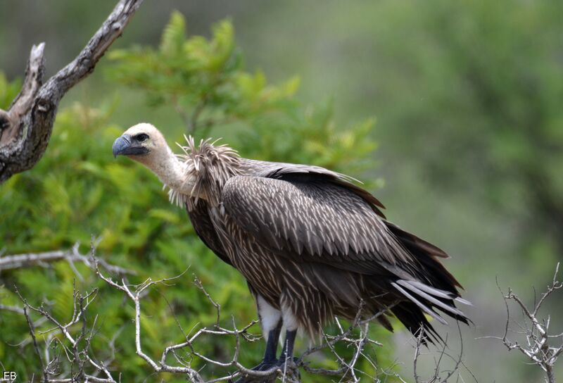 Vautour africainjuvénile, identification