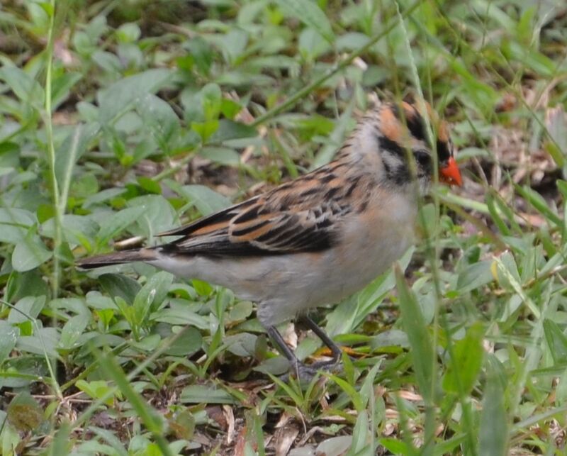 Pin-tailed Whydahjuvenile, identification