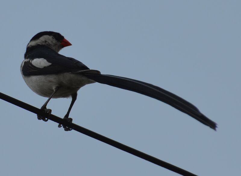 Veuve dominicaine mâle adulte, identification