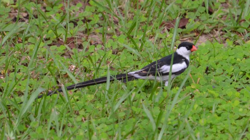 Veuve dominicaine mâle adulte, identification