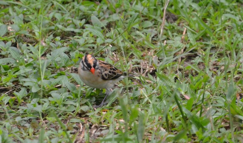 Pin-tailed Whydahjuvenile, identification