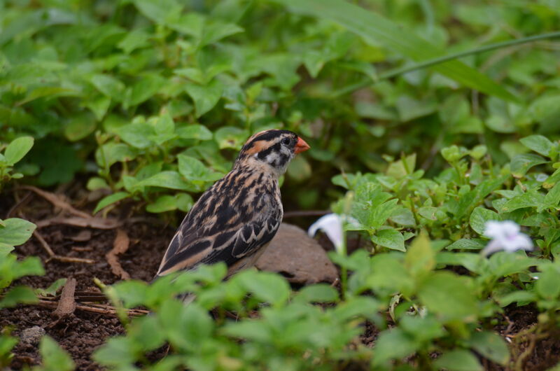 Pin-tailed Whydahjuvenile, identification