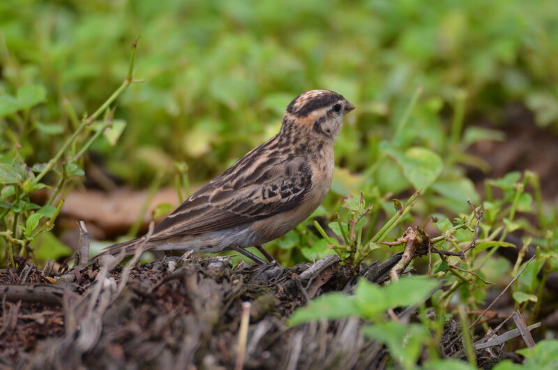 Pin-tailed Whydah female, identification