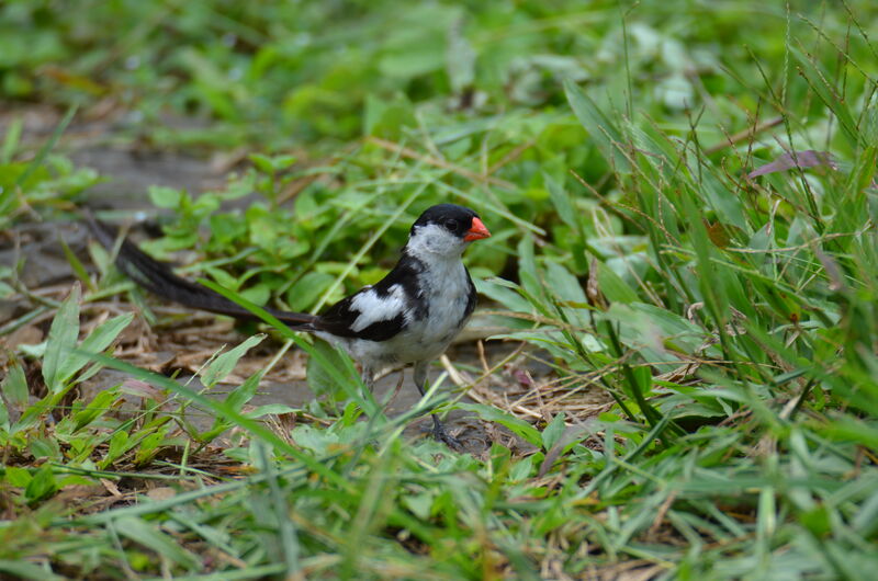 Pin-tailed Whydah male adult breeding