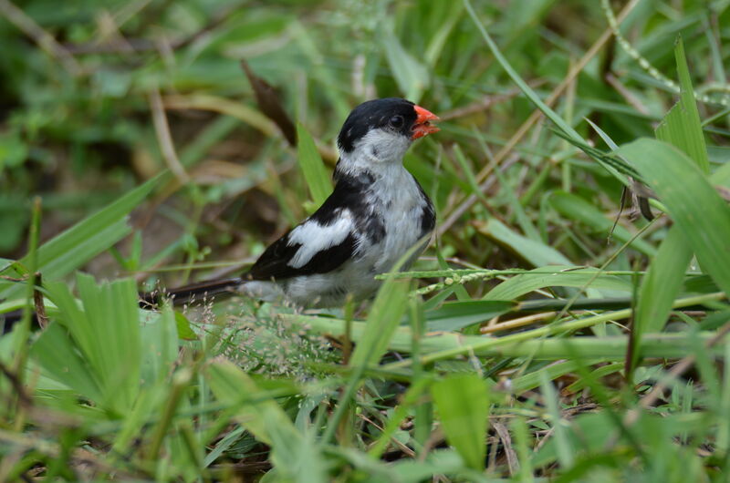 Pin-tailed Whydah male adult breeding, identification, feeding habits, eats