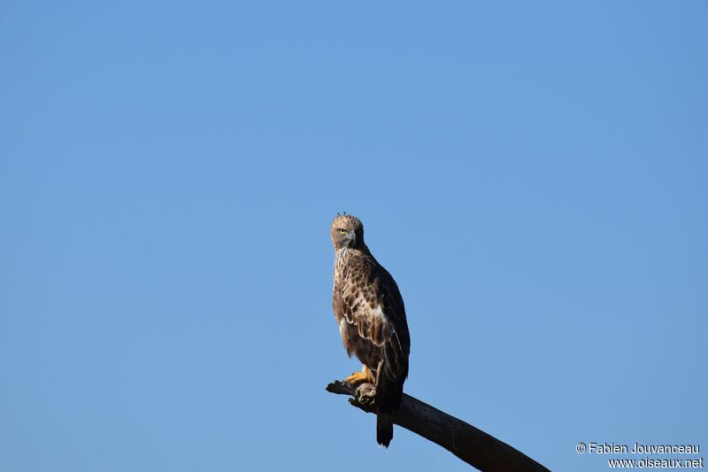 Aigle huppéadulte