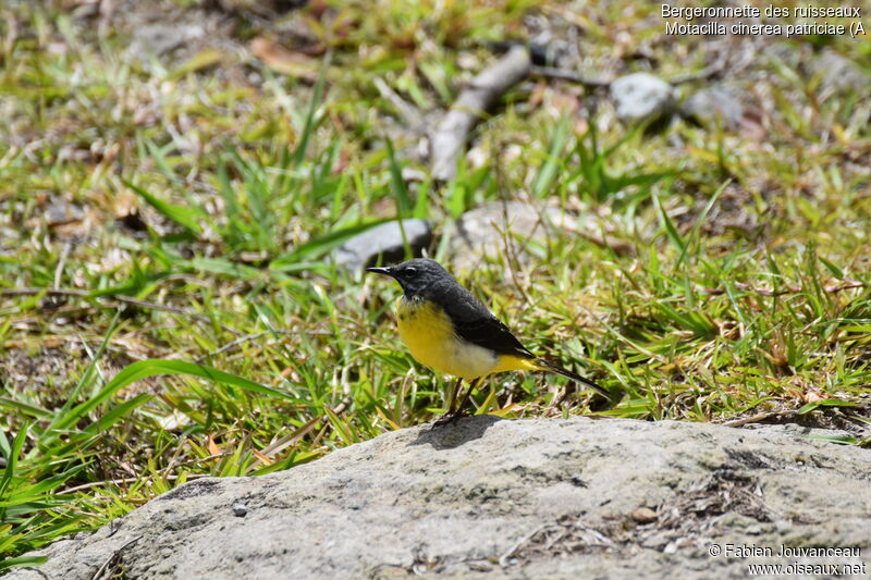 Bergeronnette des ruisseaux mâle