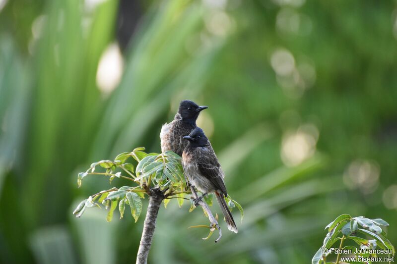 Bulbul à ventre rougeadulte