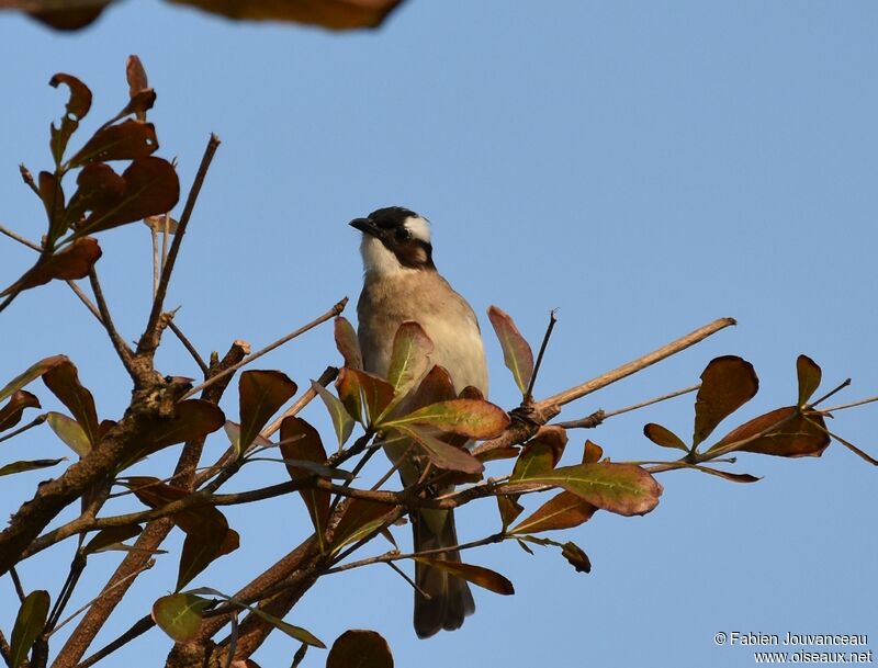 Light-vented Bulbuladult